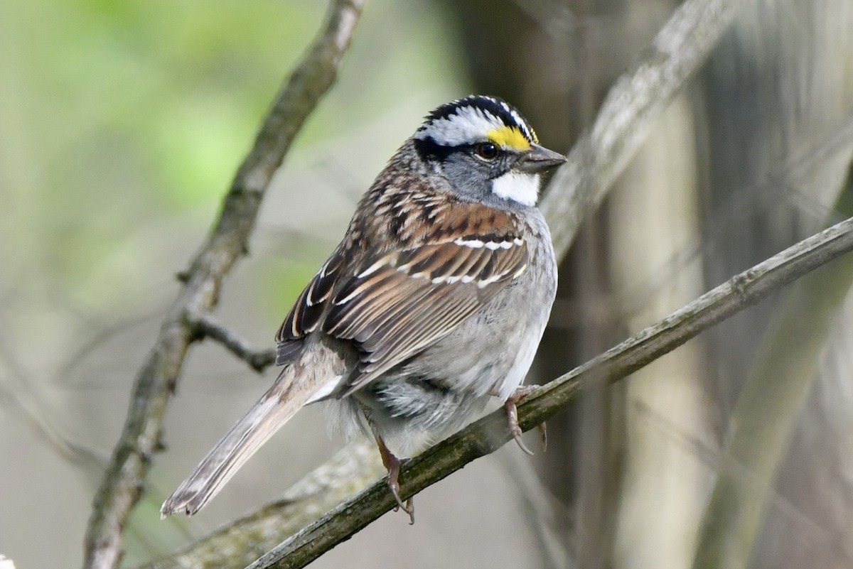 White-throated Sparrow - ML618408473