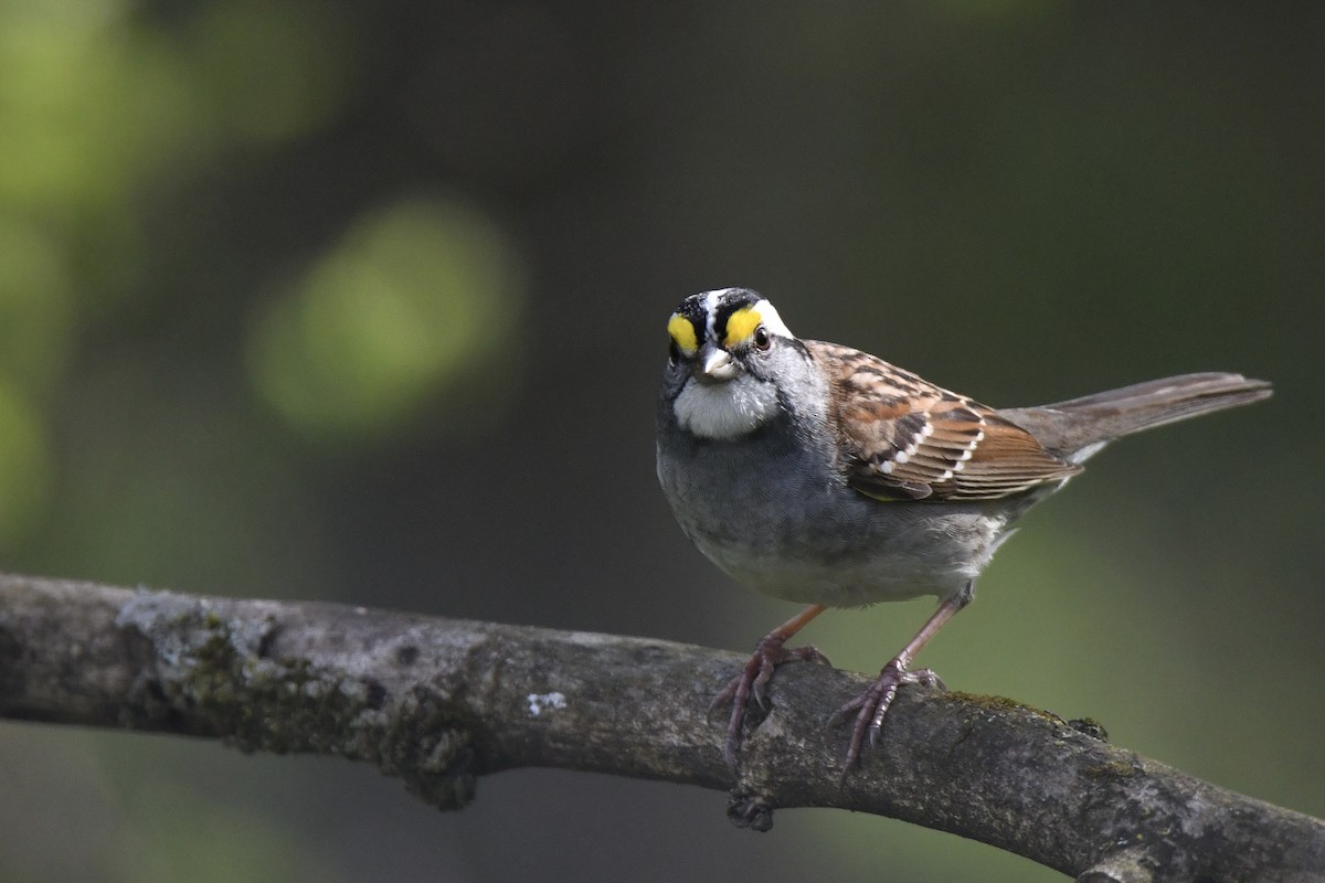 White-throated Sparrow - ML618408474