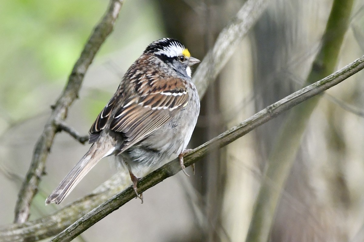 White-throated Sparrow - ML618408475