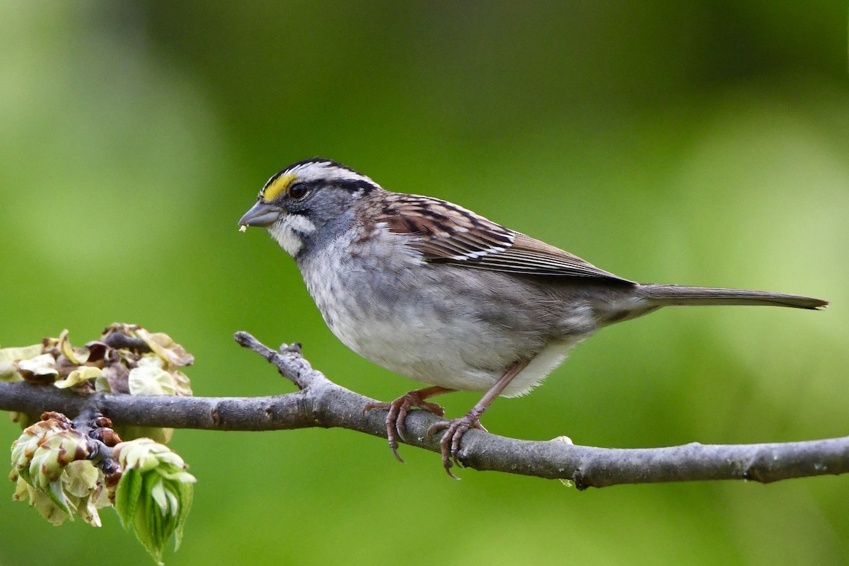 White-throated Sparrow - Lauren Wadas
