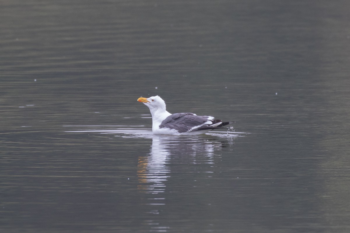 Yellow-footed Gull - ML618408481