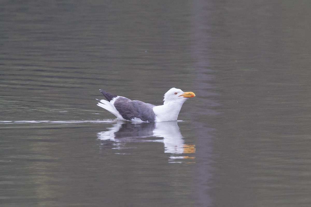 Yellow-footed Gull - ML618408488