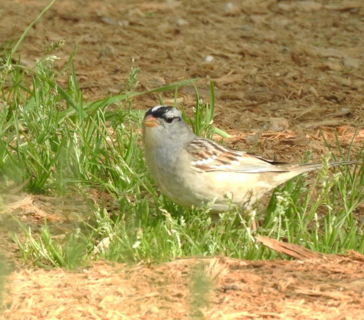 White-crowned Sparrow - ML618408524