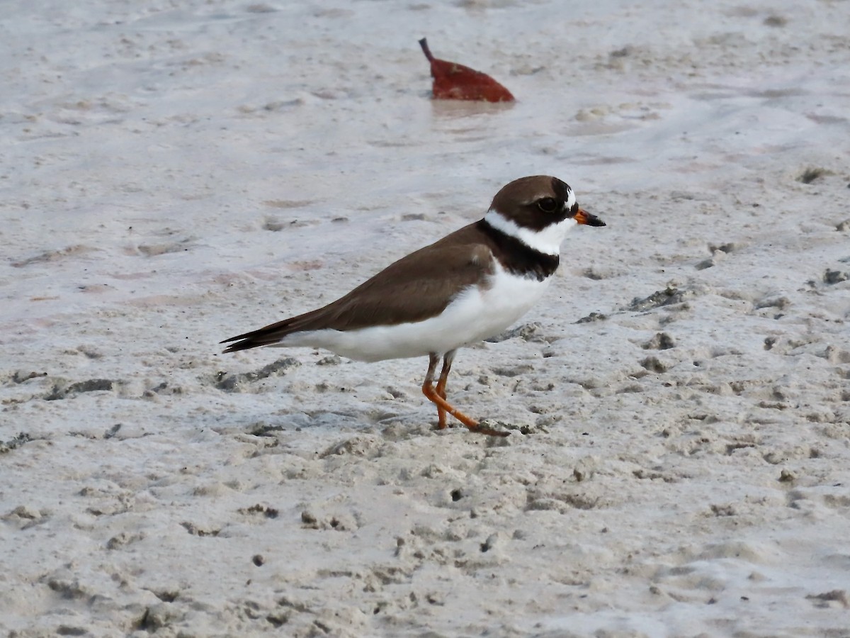 Semipalmated Plover - ML618408527