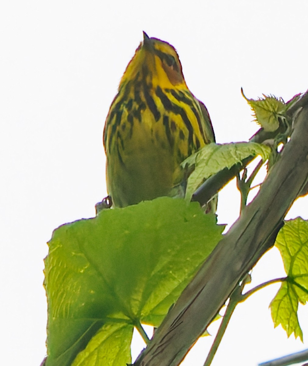 Cape May Warbler - ML618408533
