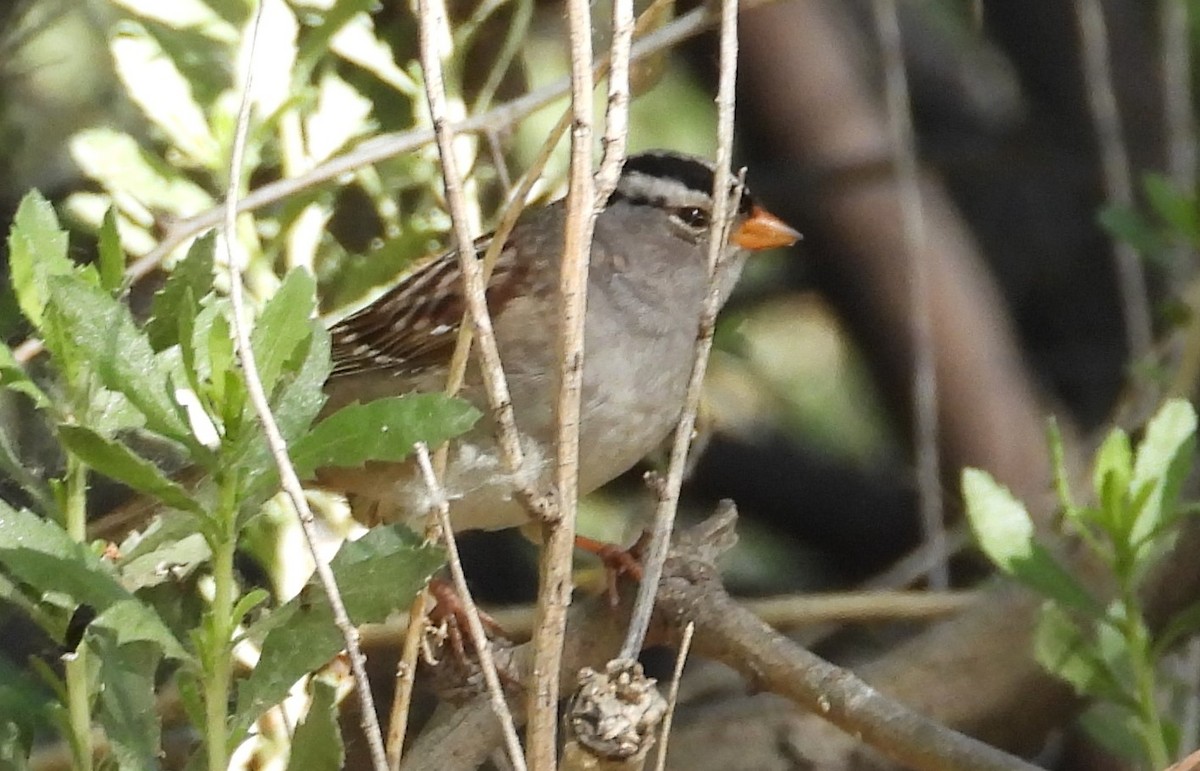 White-crowned Sparrow - Denise Moulton