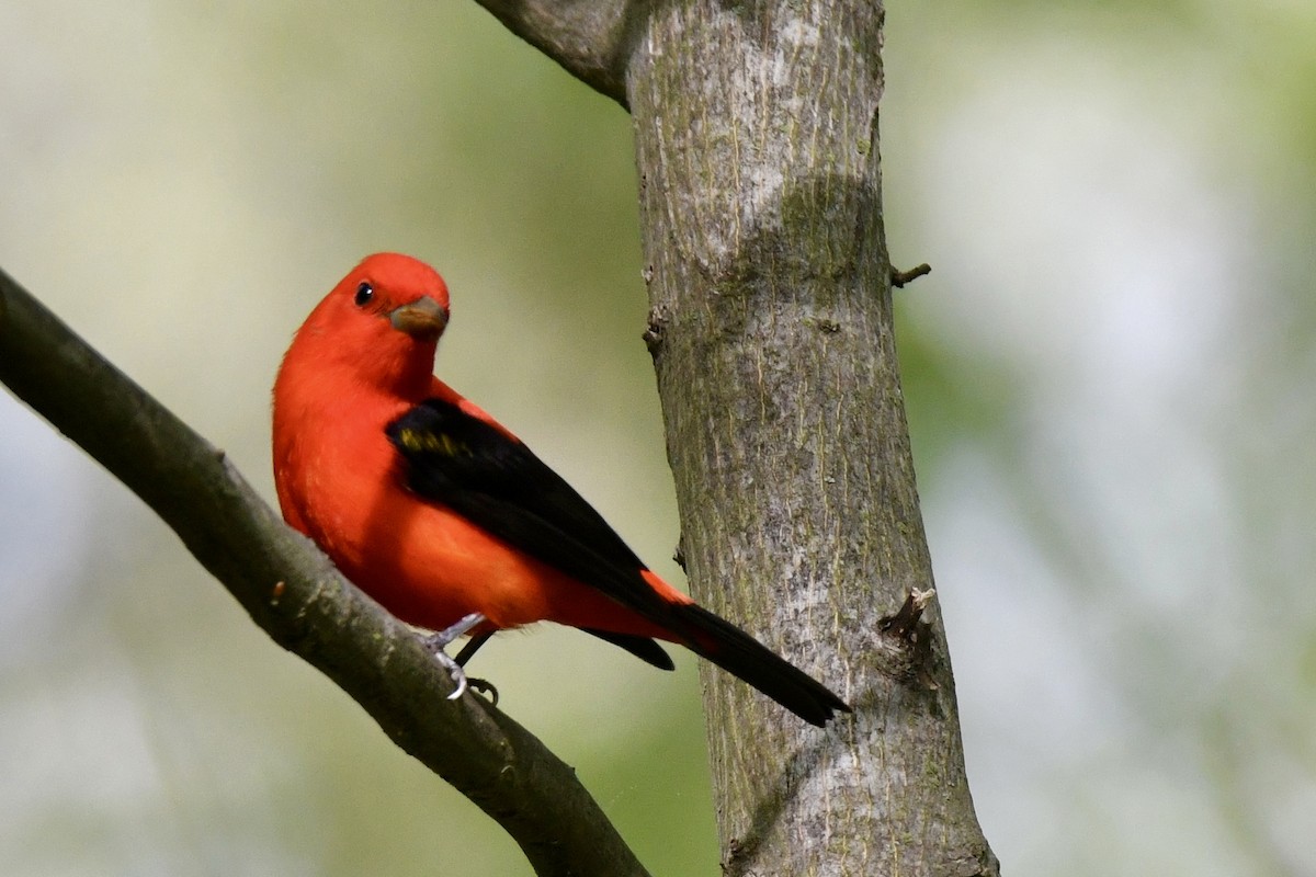 Scarlet Tanager - ML618408535