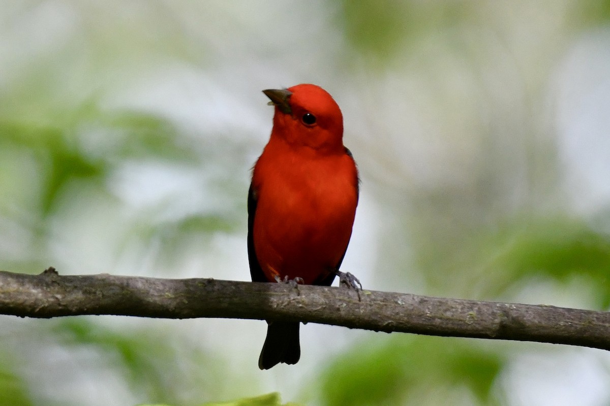 Scarlet Tanager - ML618408536