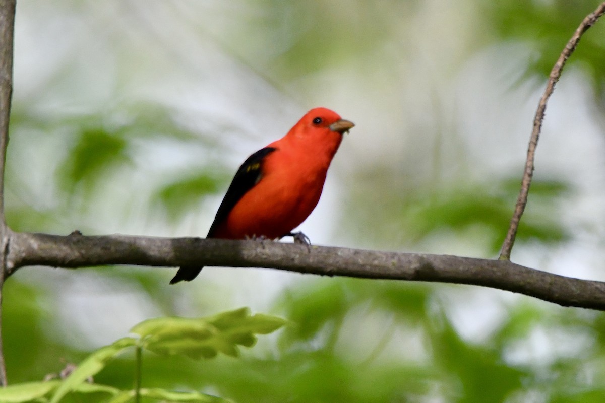 Scarlet Tanager - ML618408537