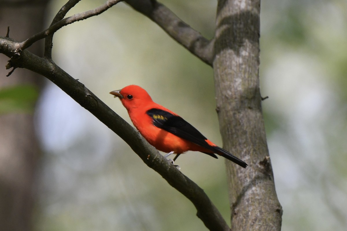Scarlet Tanager - ML618408538
