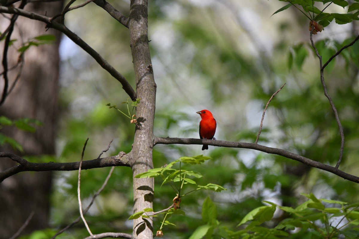 Scarlet Tanager - ML618408539