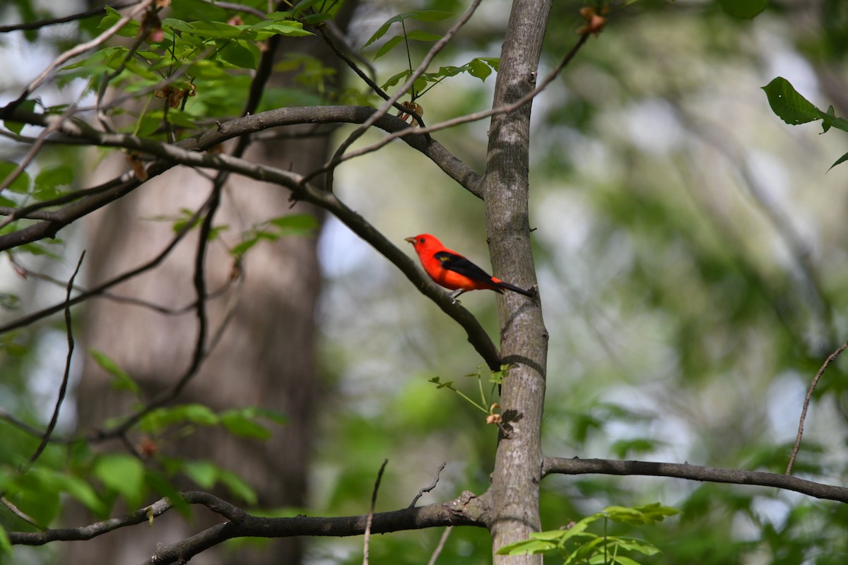 Scarlet Tanager - ML618408540
