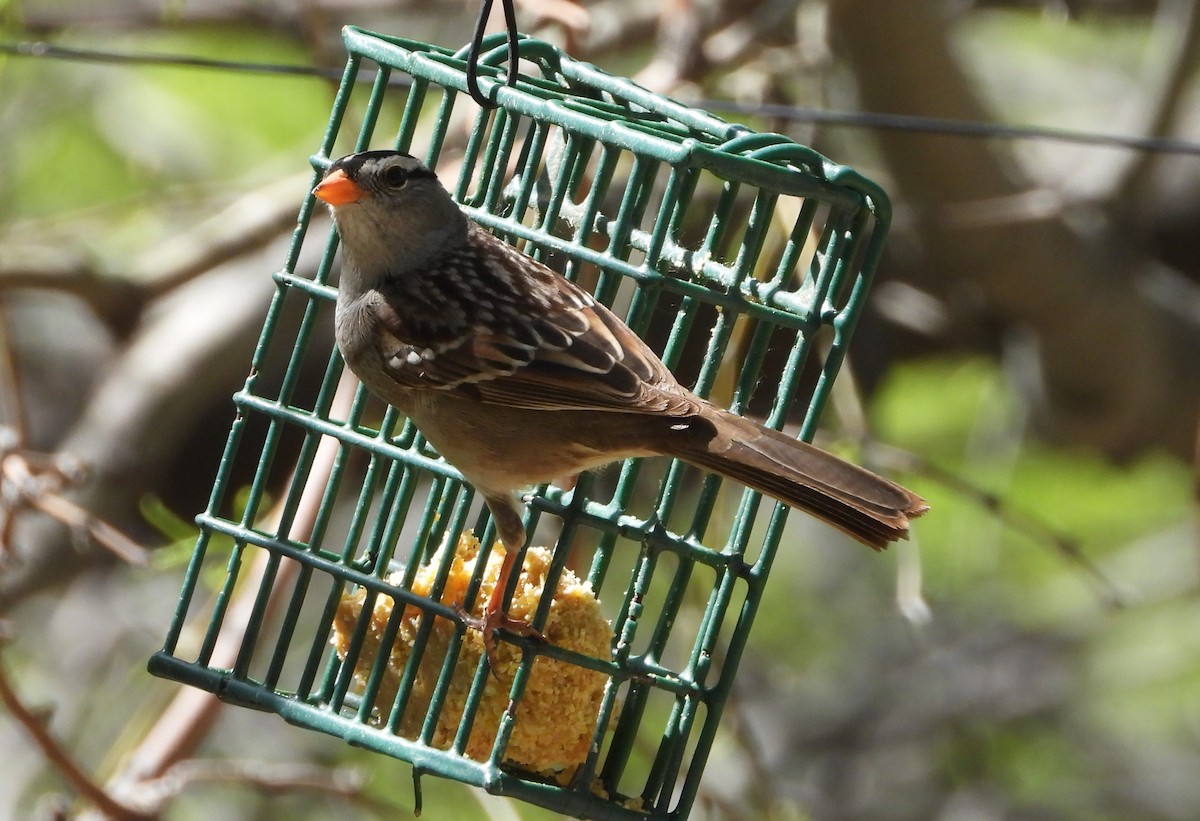 White-crowned Sparrow - ML618408544
