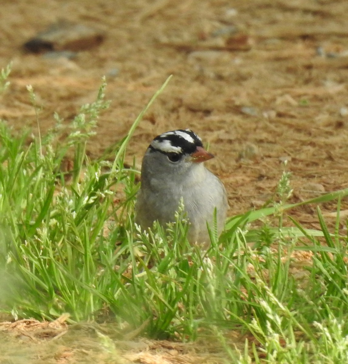 White-crowned Sparrow - ML618408591