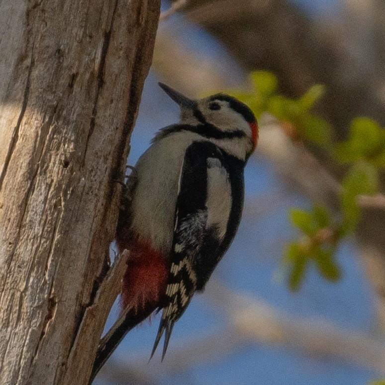 Great Spotted Woodpecker - ML618408621