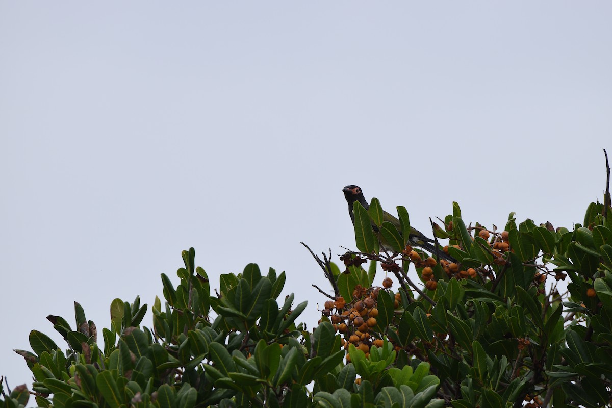 Australasian Figbird - ML618408629