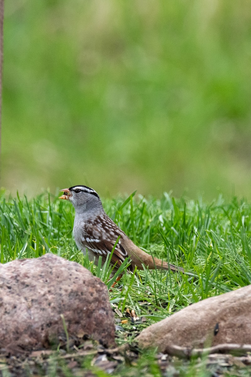 White-crowned Sparrow - ML618408631