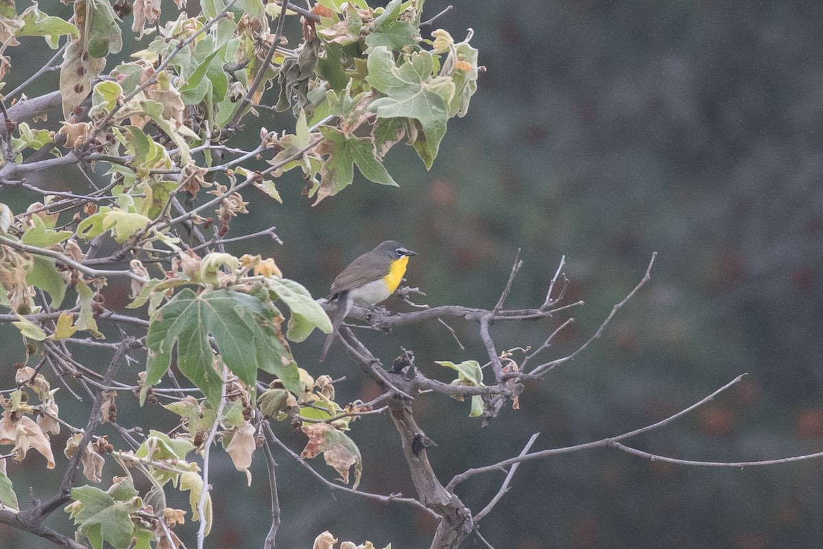 Yellow-breasted Chat - ML618408654