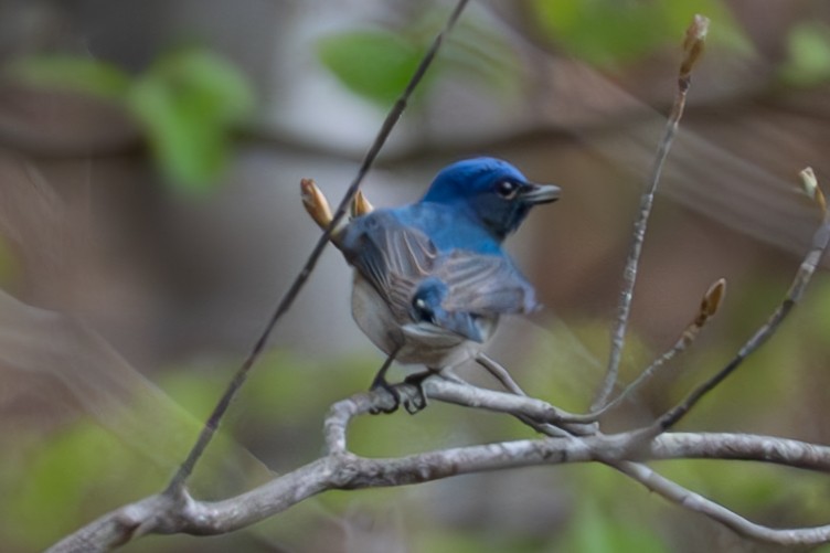 Blue-and-white Flycatcher - ML618408661