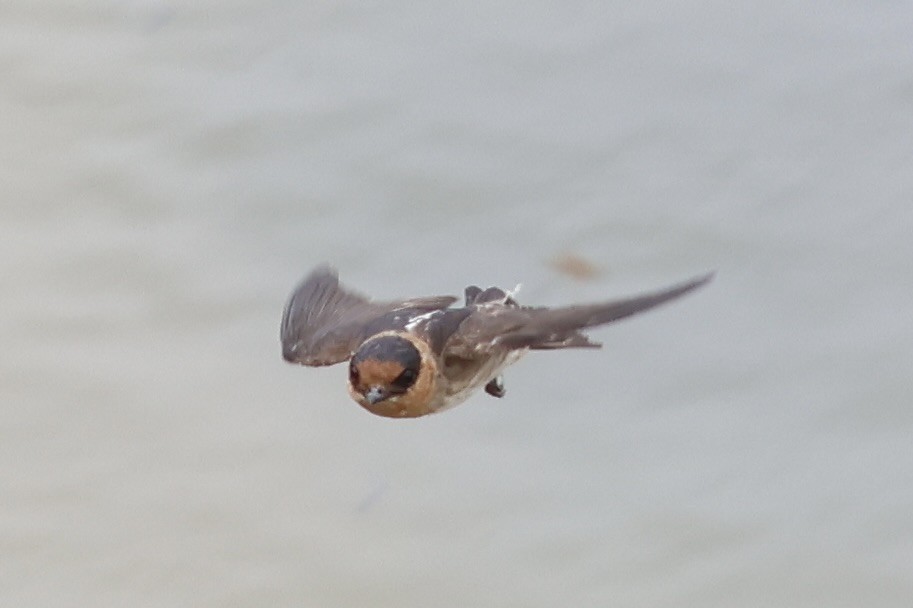 Cave Swallow - ML618408663