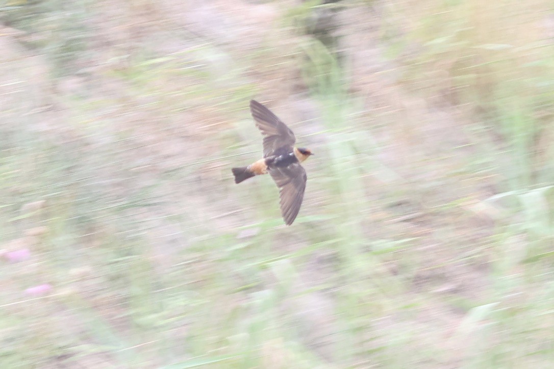 Cave Swallow - ML618408666