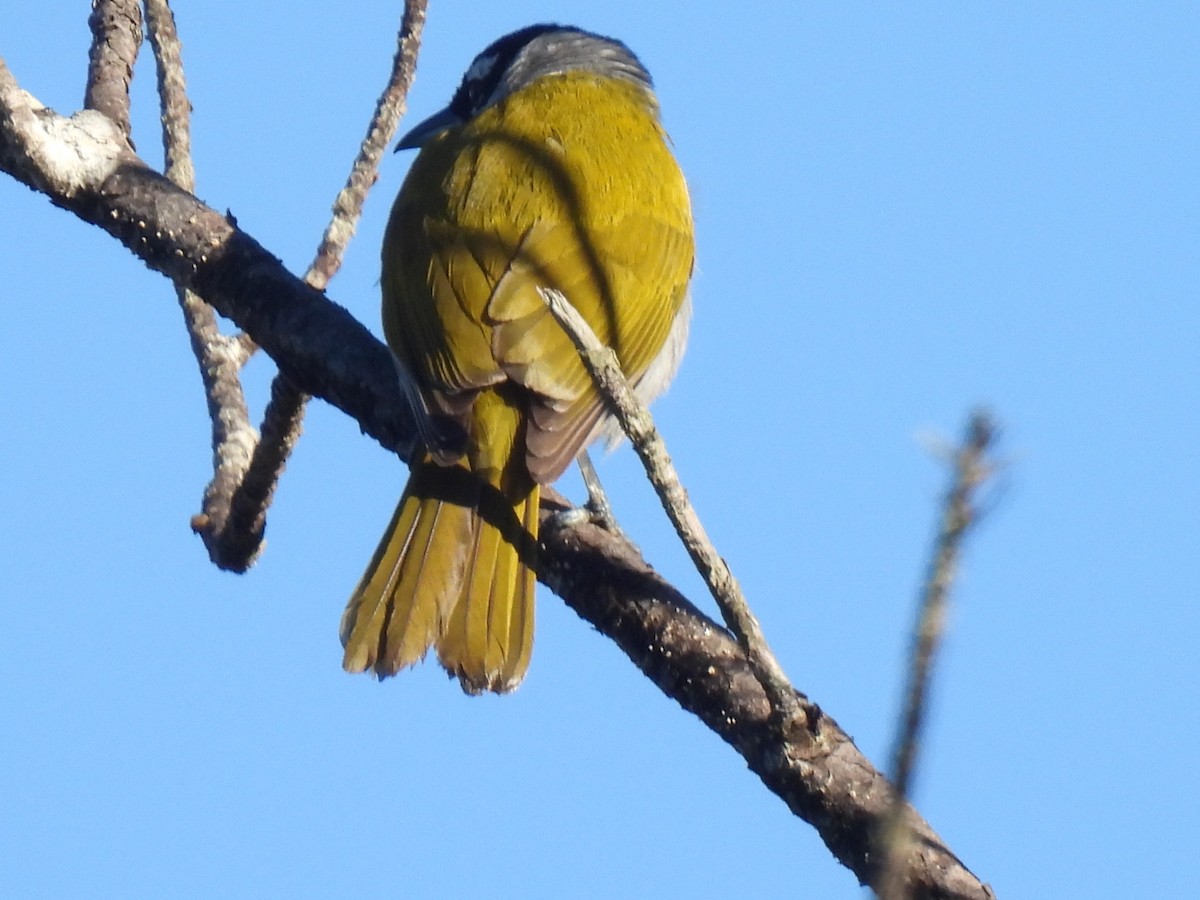 Black-crowned Palm-Tanager - ML618408683