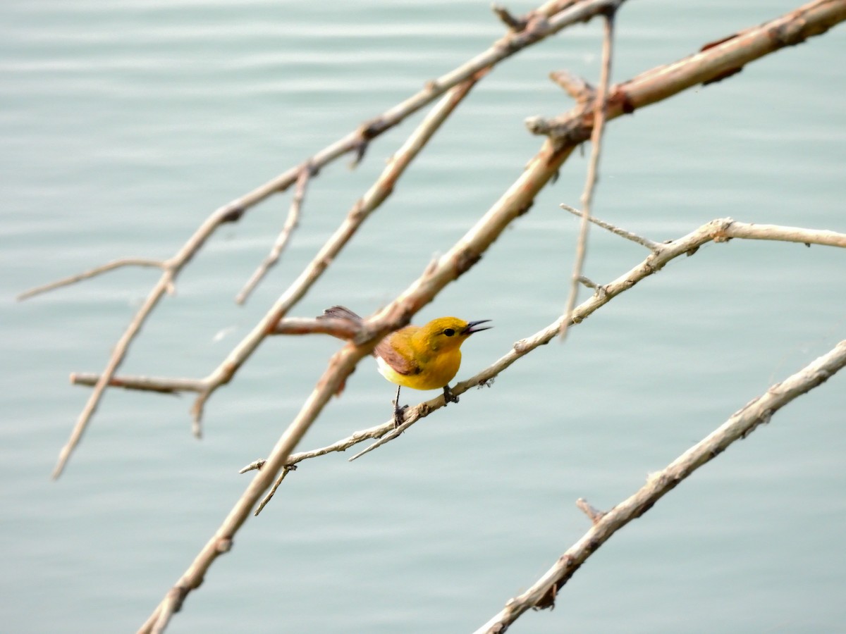 Prothonotary Warbler - ML618408706