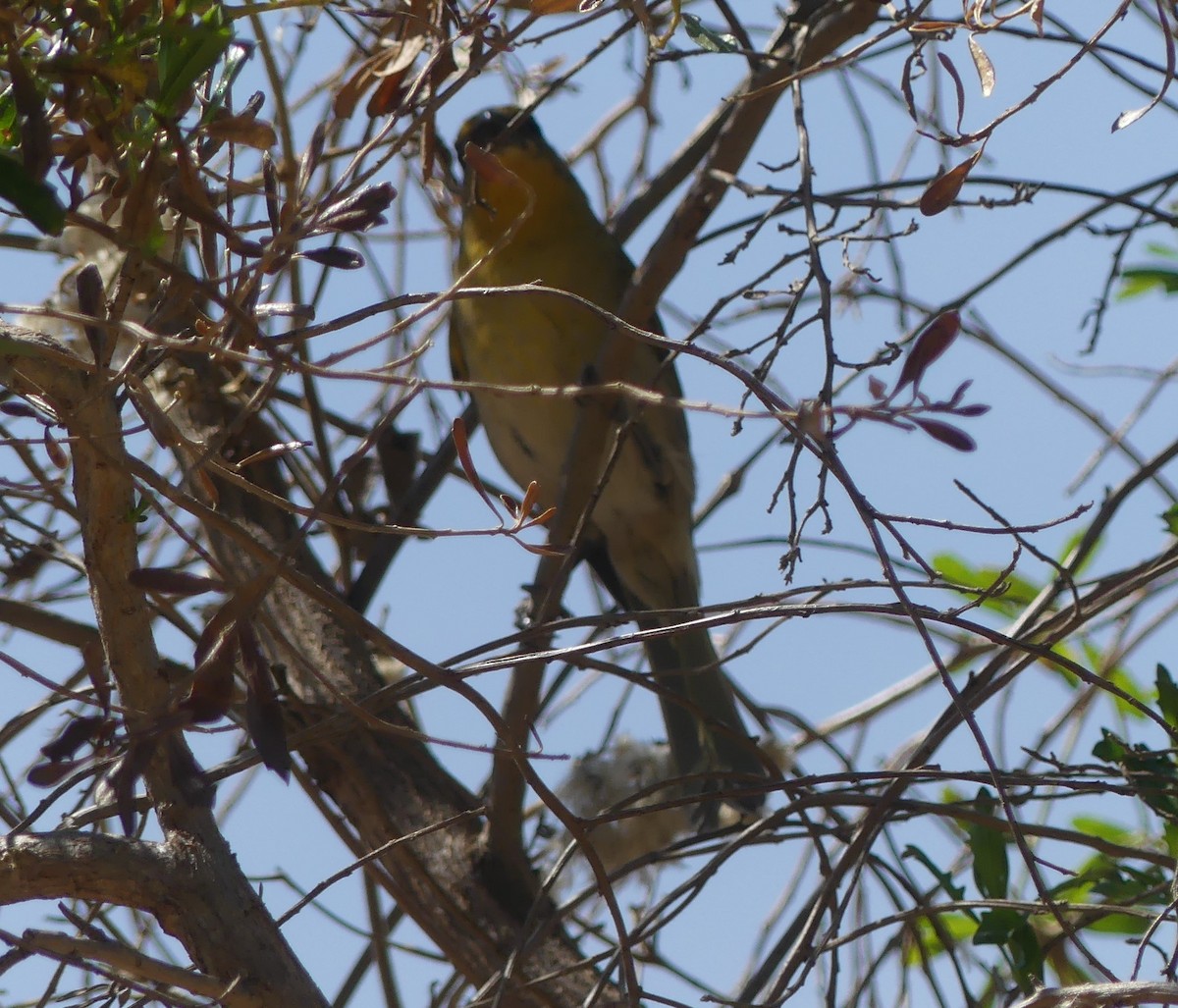 Red-headed Tanager - ML618408724
