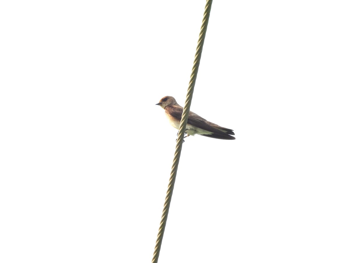 Northern Rough-winged Swallow - ML618408747