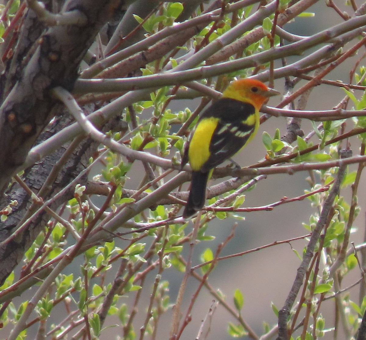 Western Tanager - ML618408754