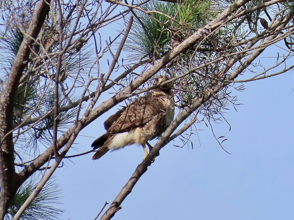 Red-tailed Hawk - ML618408848