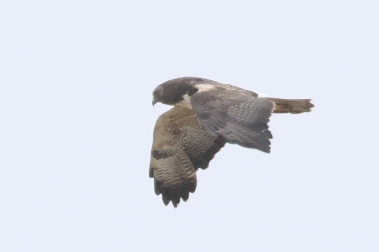 White-tailed Hawk - ML618408871