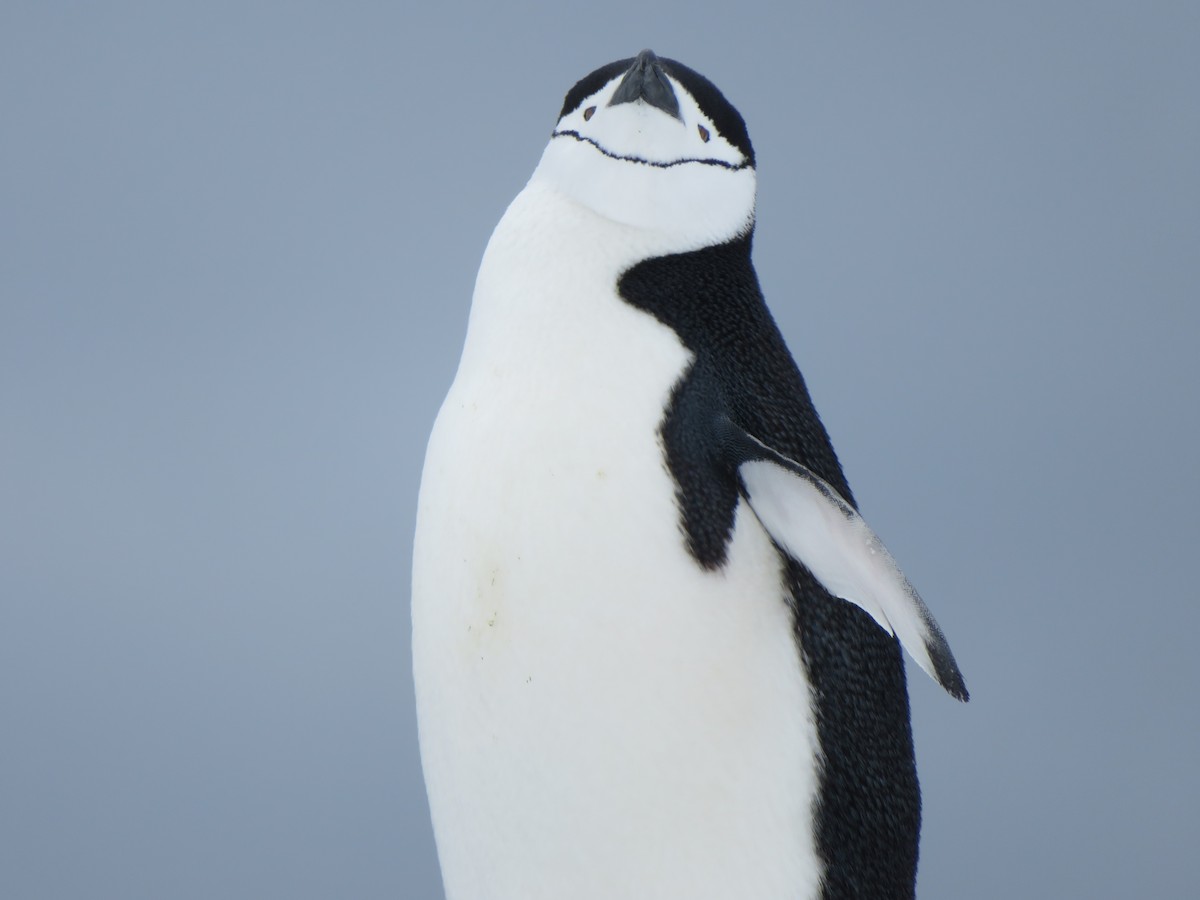 Chinstrap Penguin - James Smith