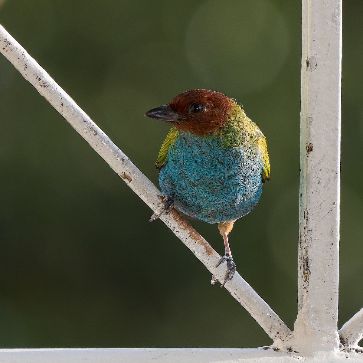 Bay-headed Tanager - ML618408891