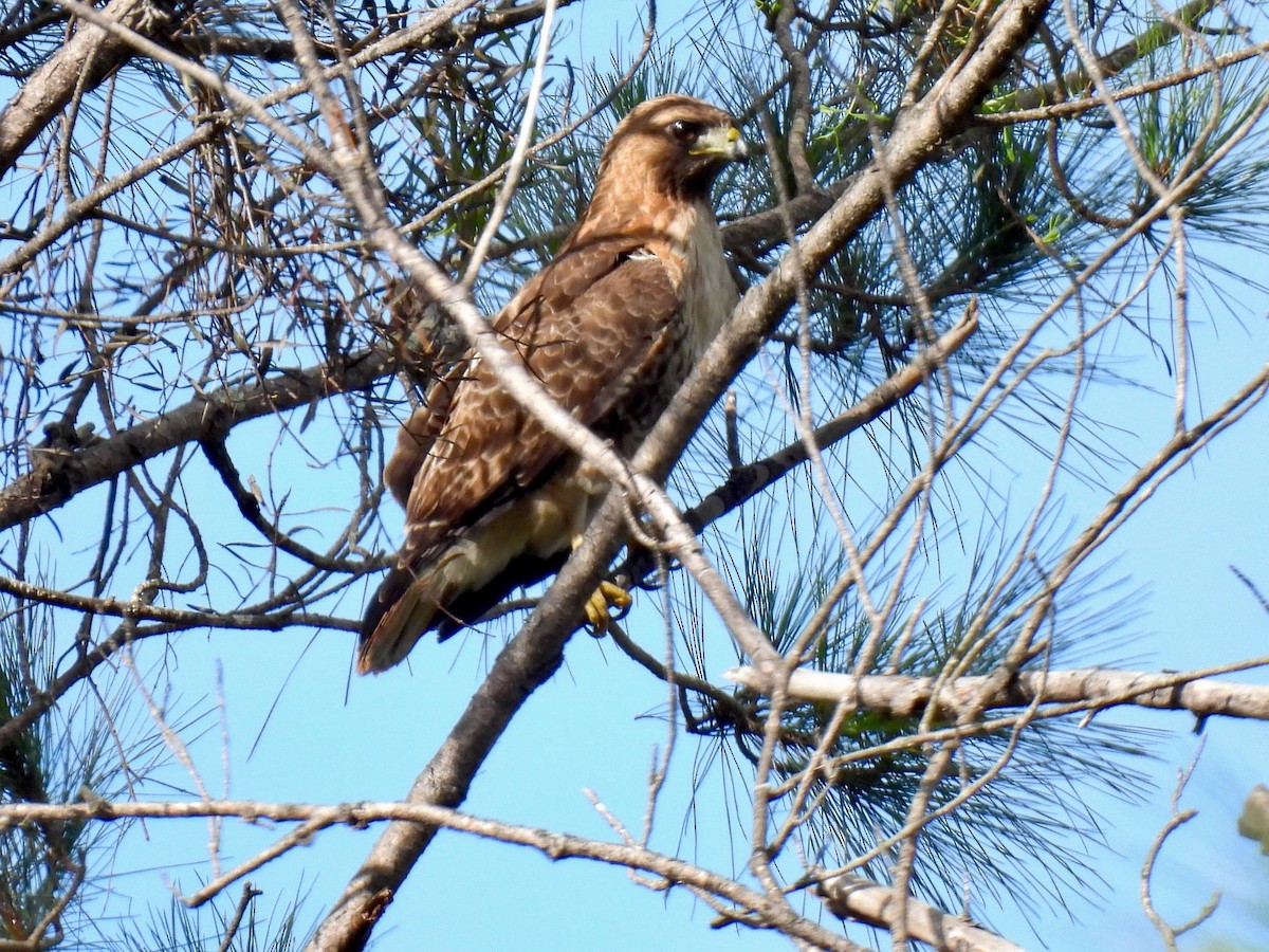 Red-tailed Hawk - ML618408925