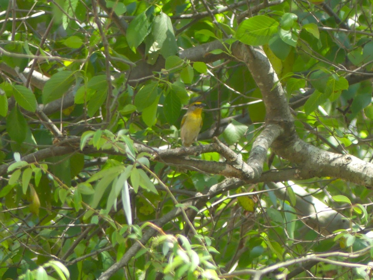 Red-headed Tanager - ML618408929