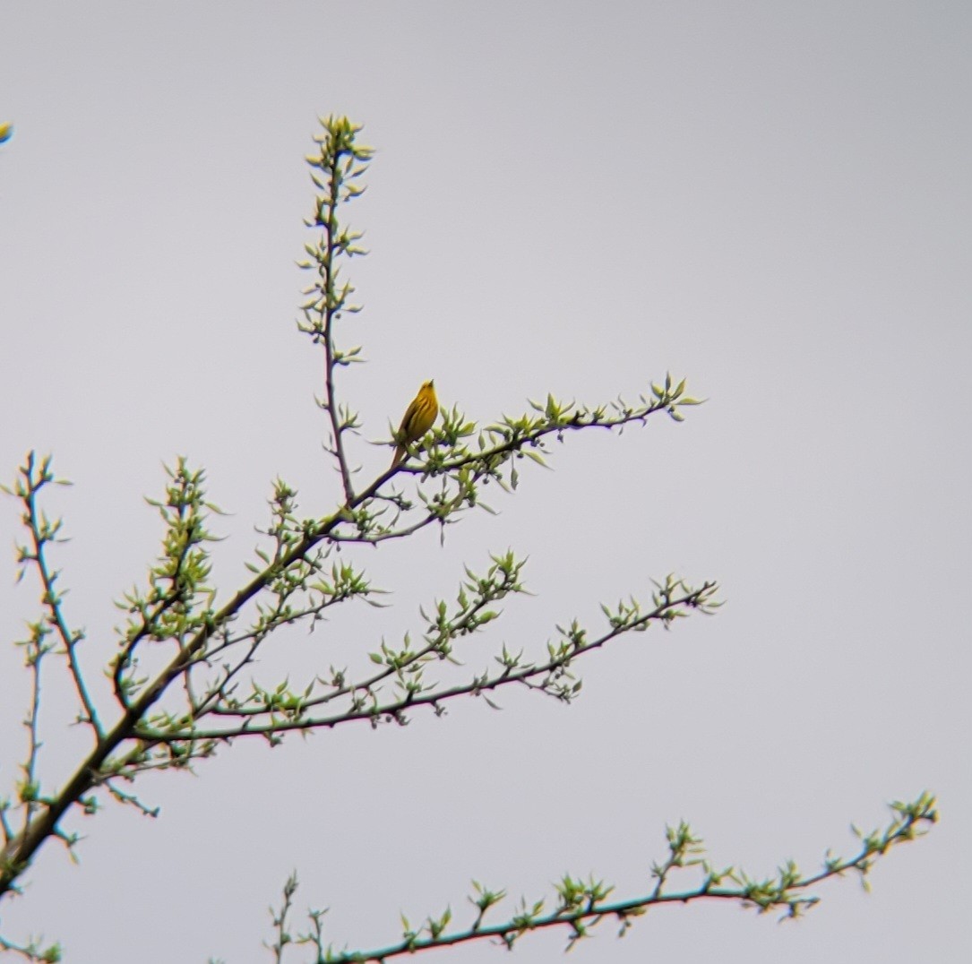 Yellow Warbler (Northern) - ML618408939