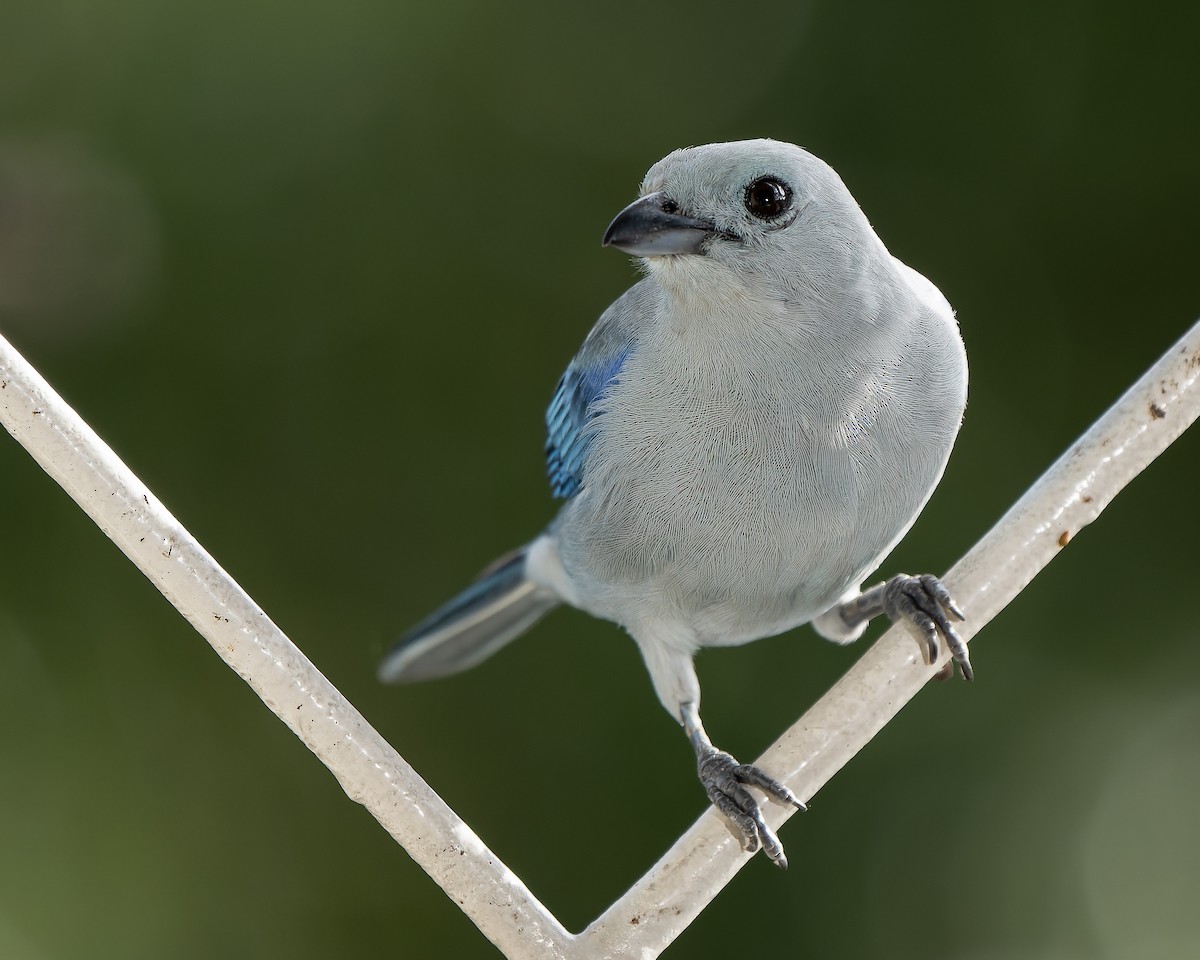 Blue-gray Tanager - ML618408956