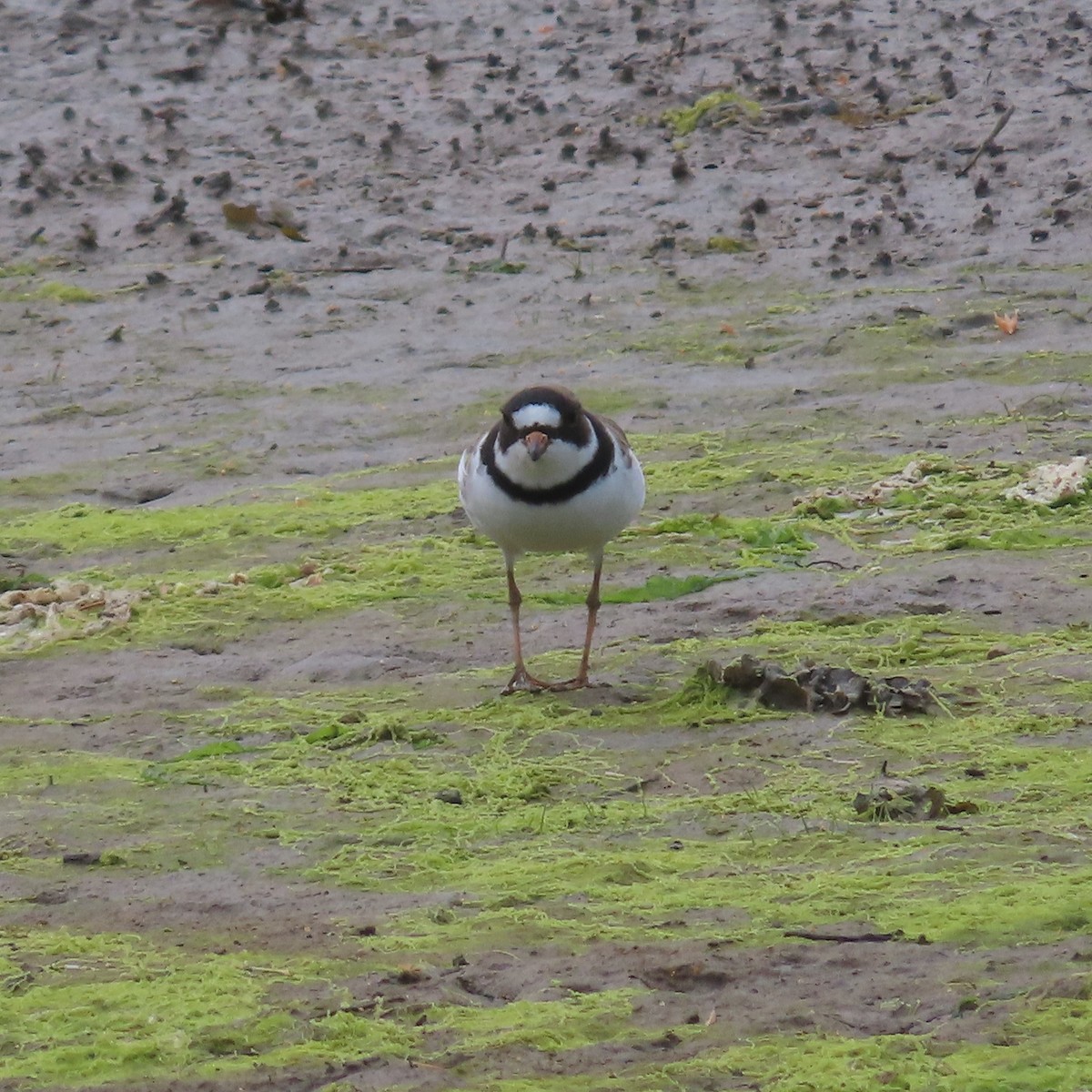 Semipalmated Plover - ML618408967
