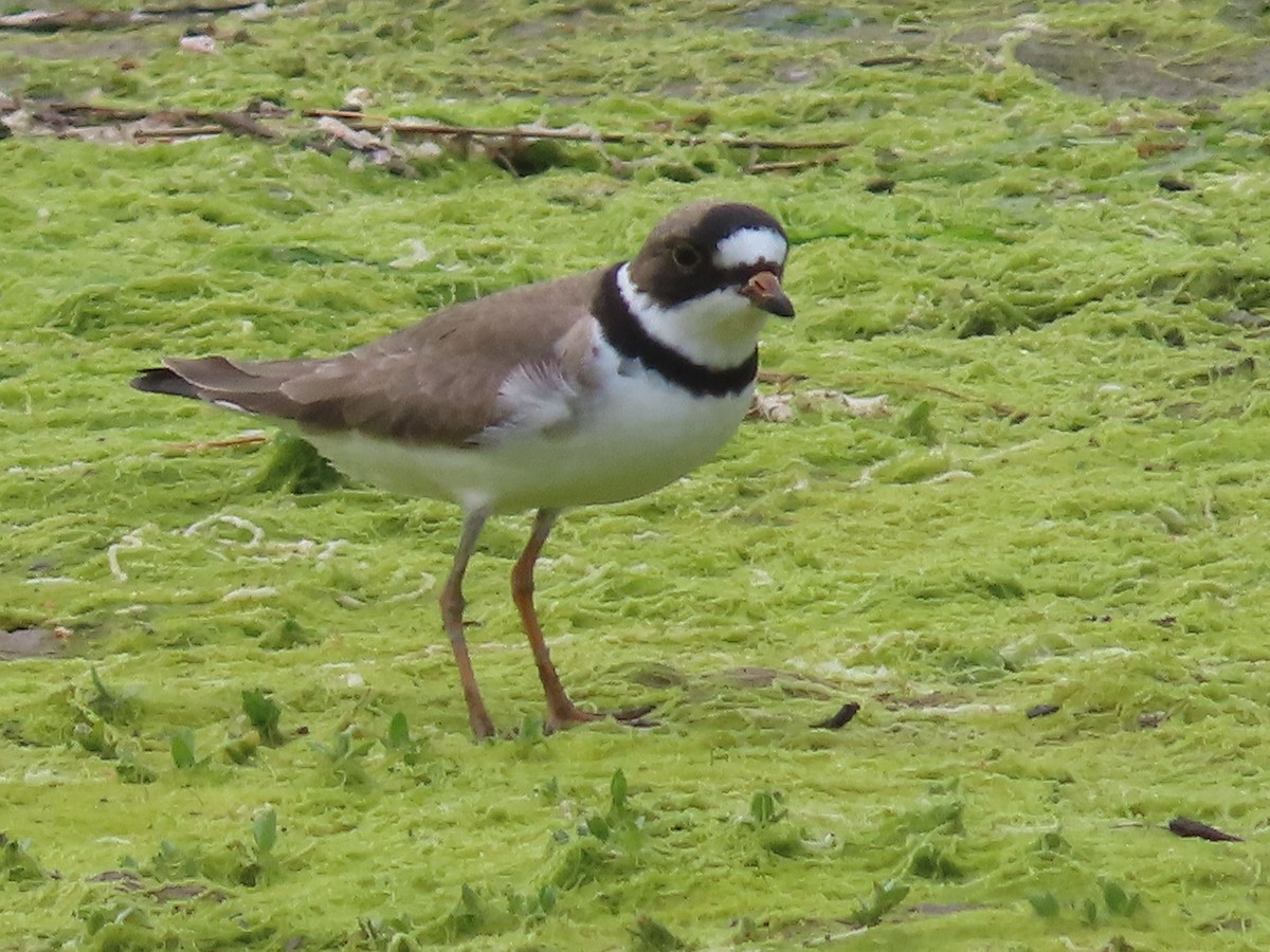 Semipalmated Plover - Suzanne Beauchesne