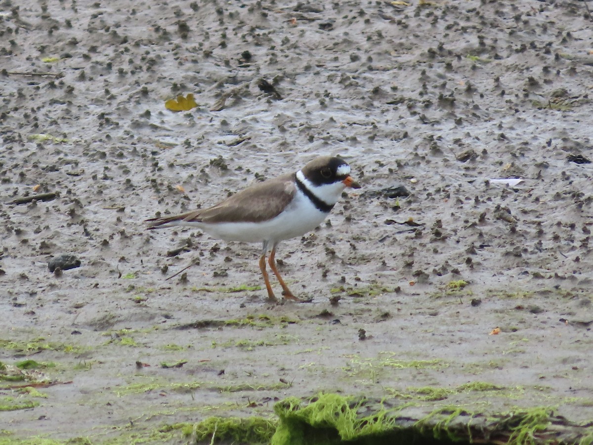 Semipalmated Plover - ML618408970