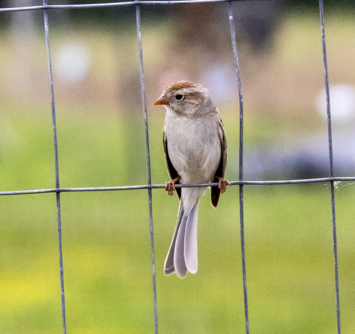 Field Sparrow - Kirsten Kraus