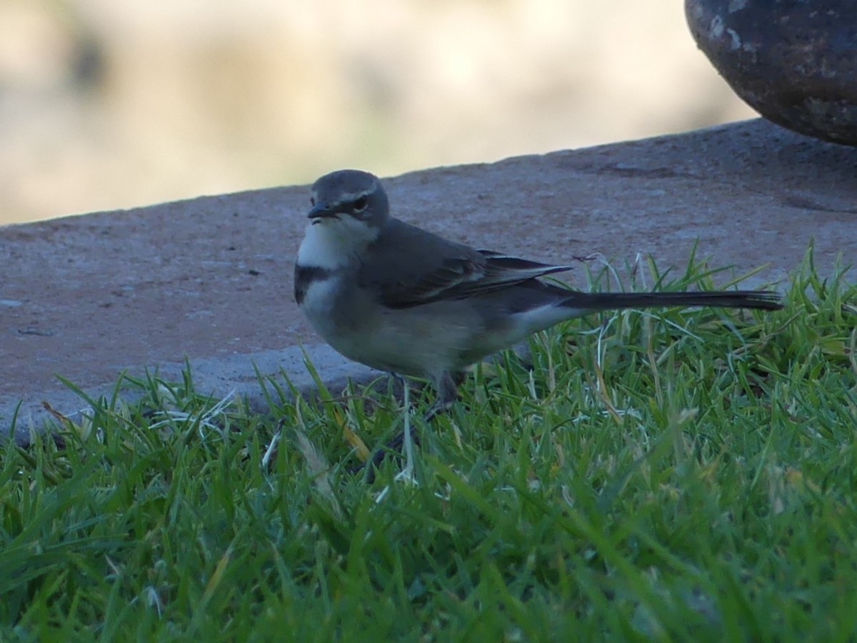 Cape Wagtail - ML618408991