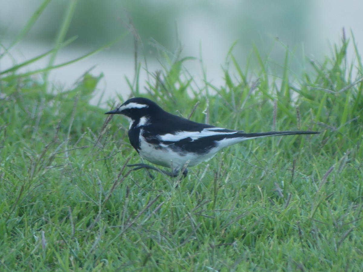 African Pied Wagtail - ML618409002