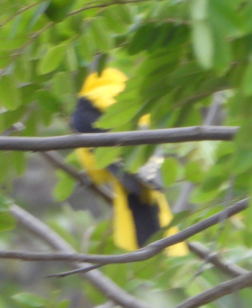 Indian Golden Oriole - ML618409003