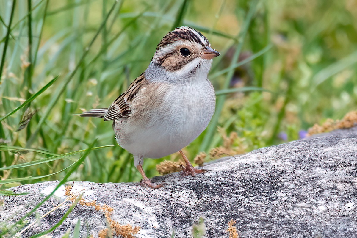 Clay-colored Sparrow - ML618409009