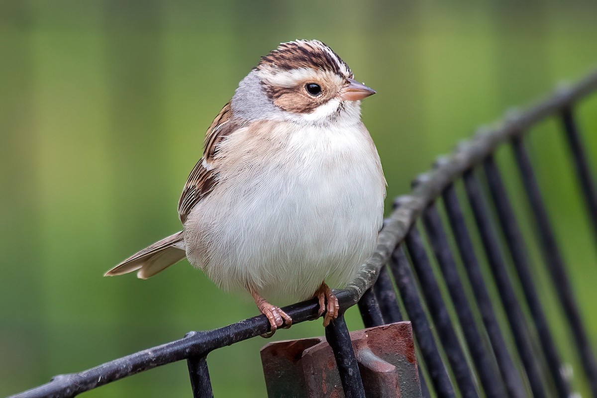 Clay-colored Sparrow - ML618409011