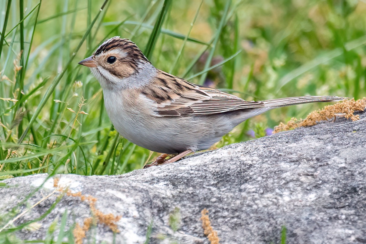 Clay-colored Sparrow - ML618409012