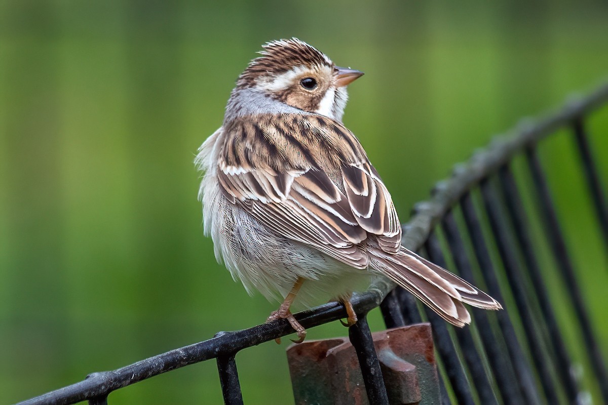 Clay-colored Sparrow - ML618409013