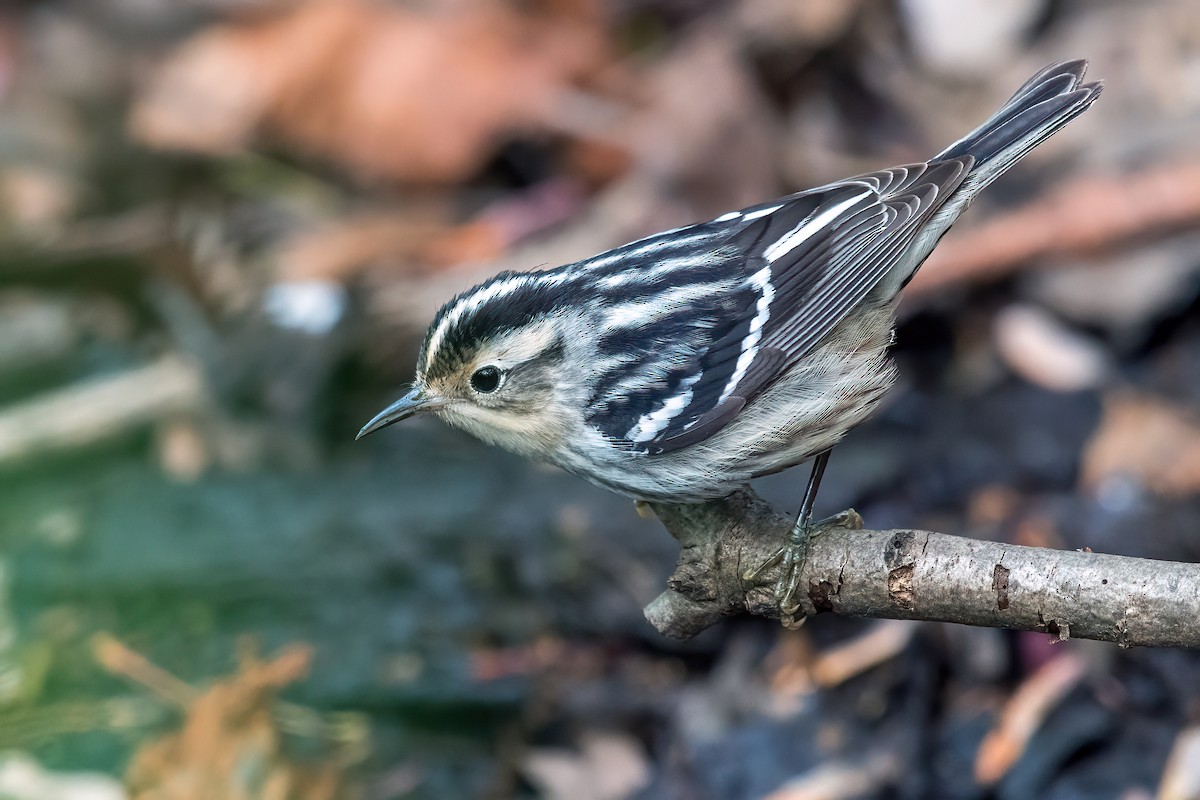 Black-and-white Warbler - ML618409020